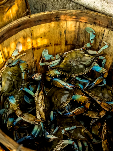 Bushel of Maryland Blue Crabs